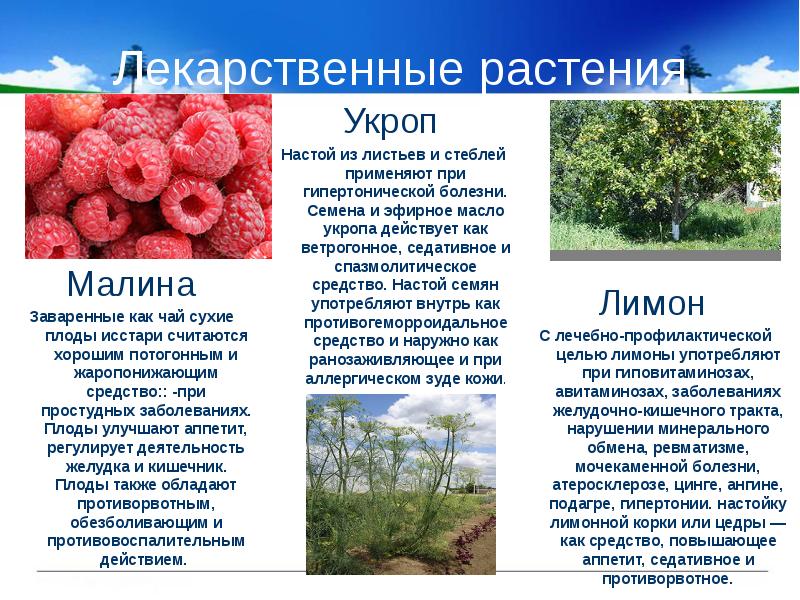 Лекарственные растения Лекарственные растения