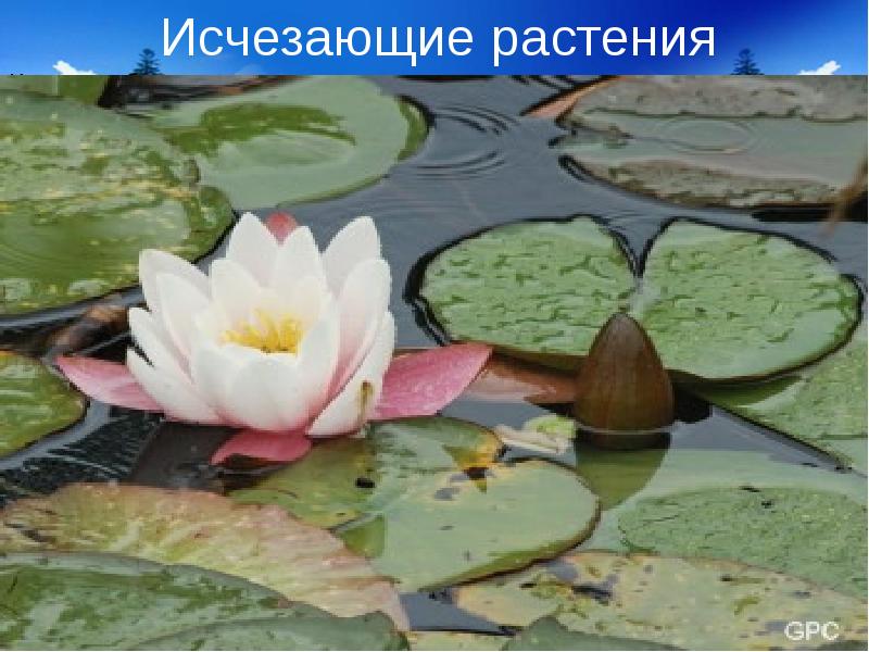 Исчезающие растения Исчезающие растения