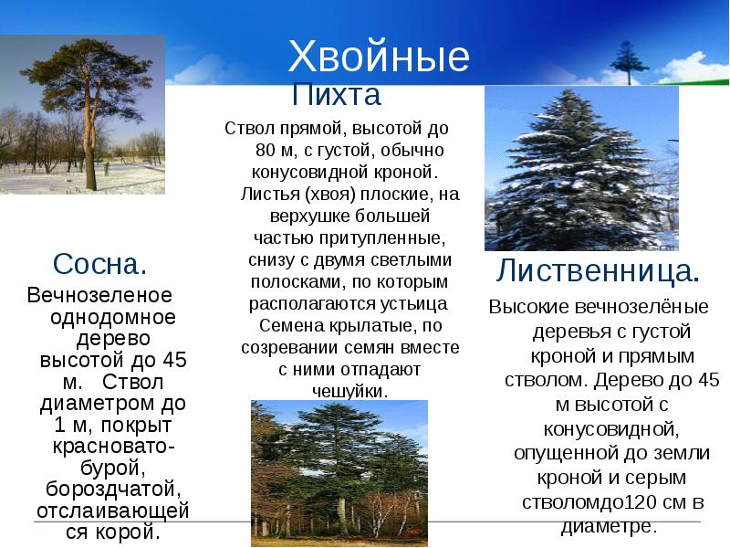 Хвойные
Сосна.
Вечнозеленое однодомное дерево высотой до 45 м. Ствол Хвойные
Сосна.
Вечнозеленое однодомное дерево высотой до 45 м. Ствол