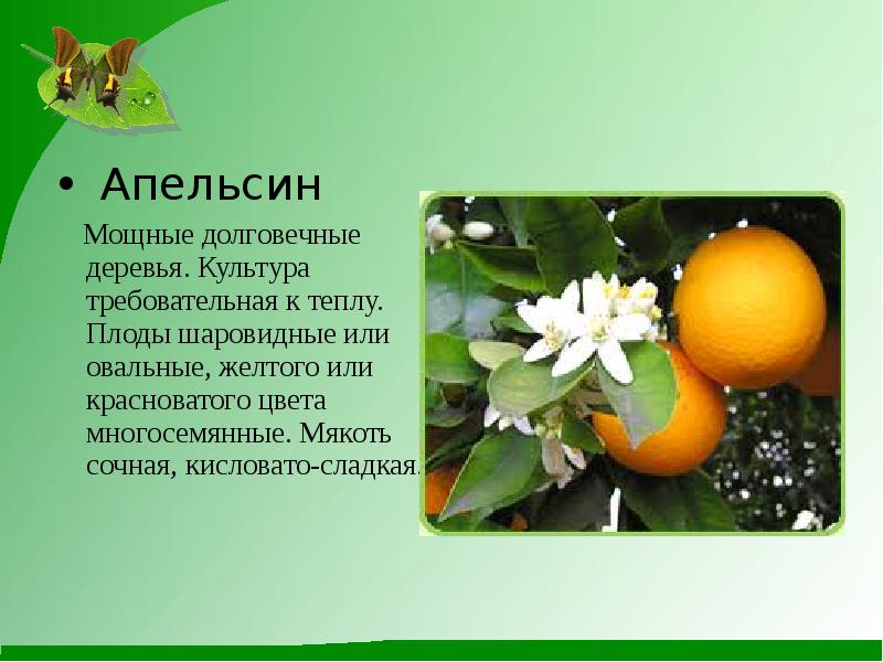 Рассказ о плоде растения. Апельсин для презентации. Описание апельсина. Проект на тему что такое апельсин. Сообщение о апельсине.