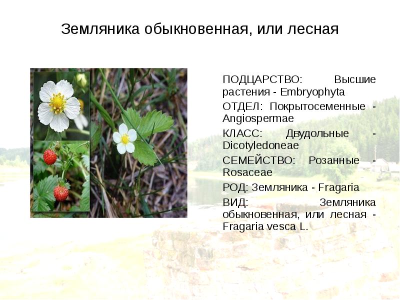Земляника лесная фото и описание. Систематика земляники. Систематика земляники. Систематика растений. Земляника лесная.