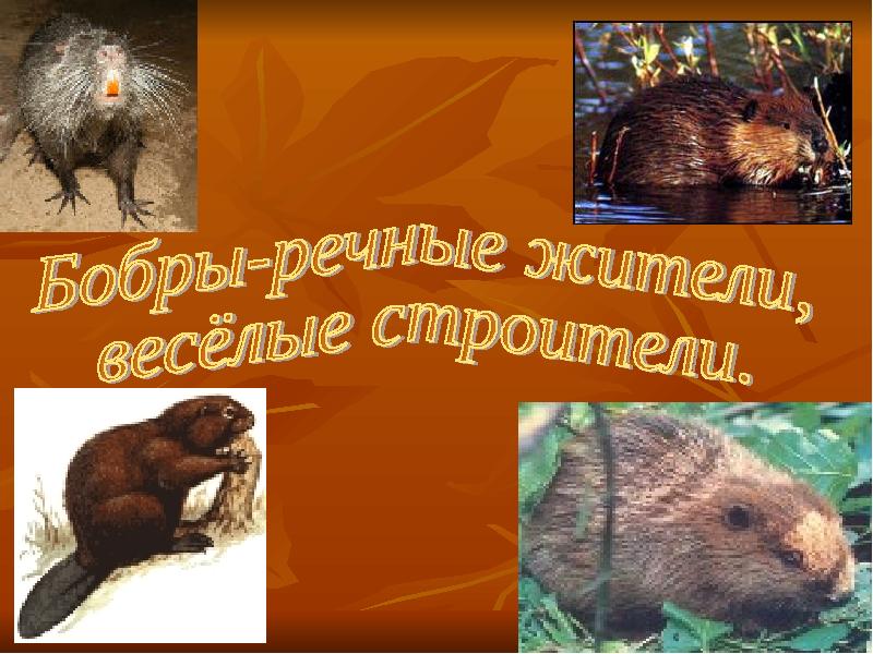Проект про бобра 4 класс