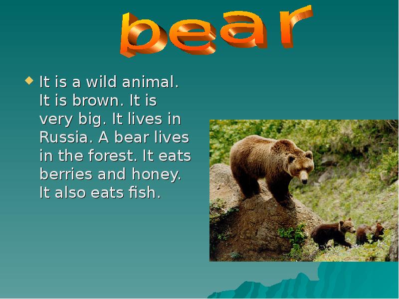 Язык животных 4 класс. It is a Bear. For most of the year they Live in thick Forests and eat Berries Nuts and roots перевод на русский. It is very big.