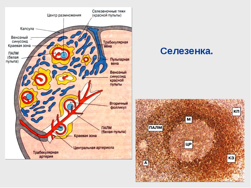 Схема строения селезенки иммунология