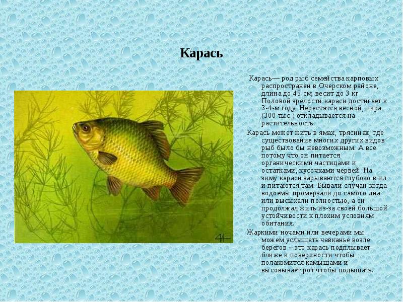 Карась  Карась— род рыб семейства карповых распространён в Очерском районе,