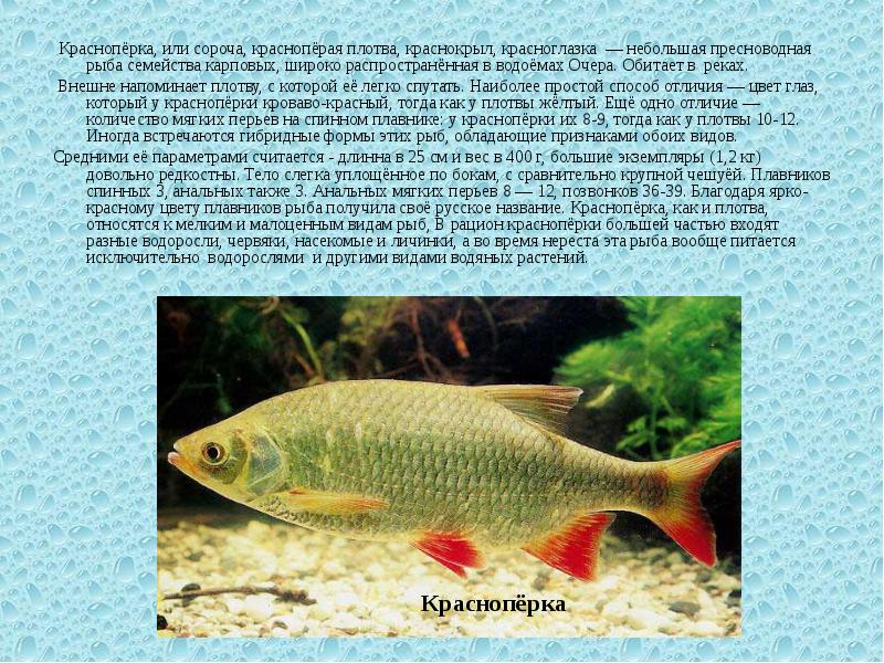 Краснопёрка, или сороча, краснопёрая плотва, краснокрыл, красноглазка — небольшая пресноводная рыба
