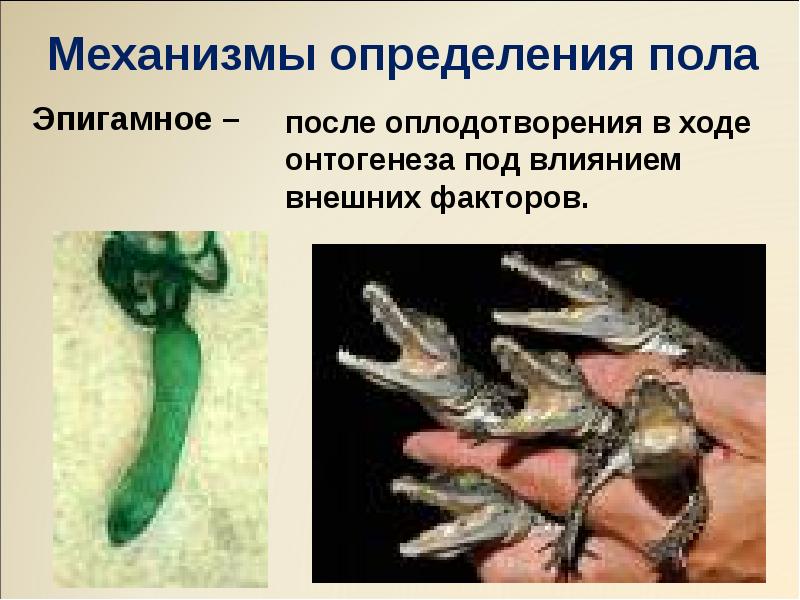 Эпигамное –
Эпигамное – Эпигамное –
Эпигамное –