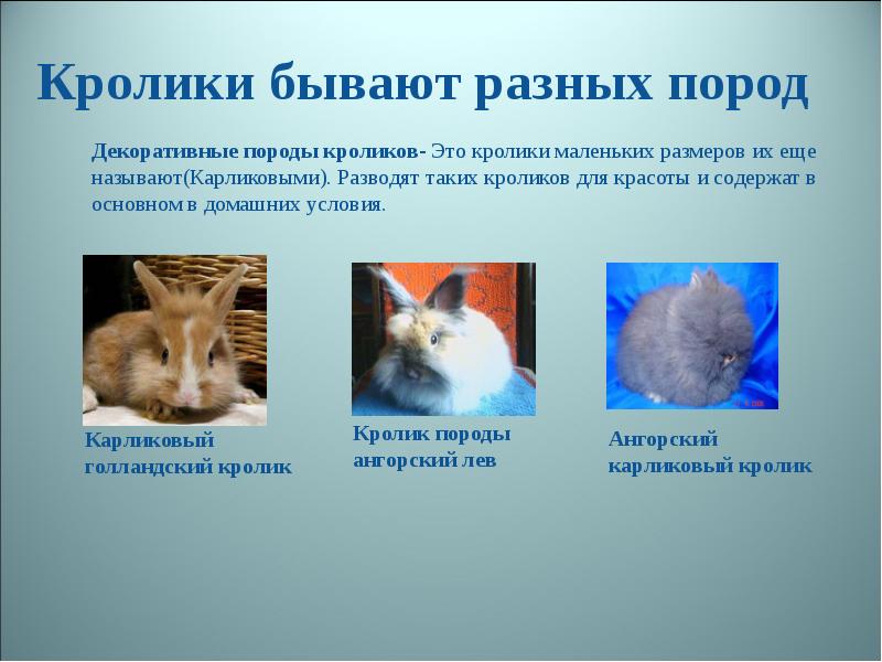 Презентация о кролике