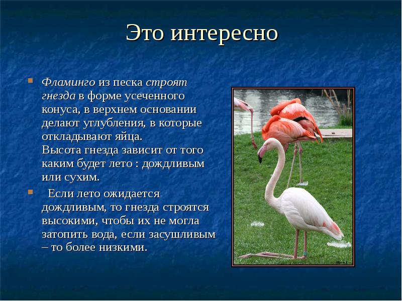 Это интересно
Фламинго из песка строят гнезда в форме усеченного конуса, Это интересно
Фламинго из песка строят гнезда в форме усеченного конуса,