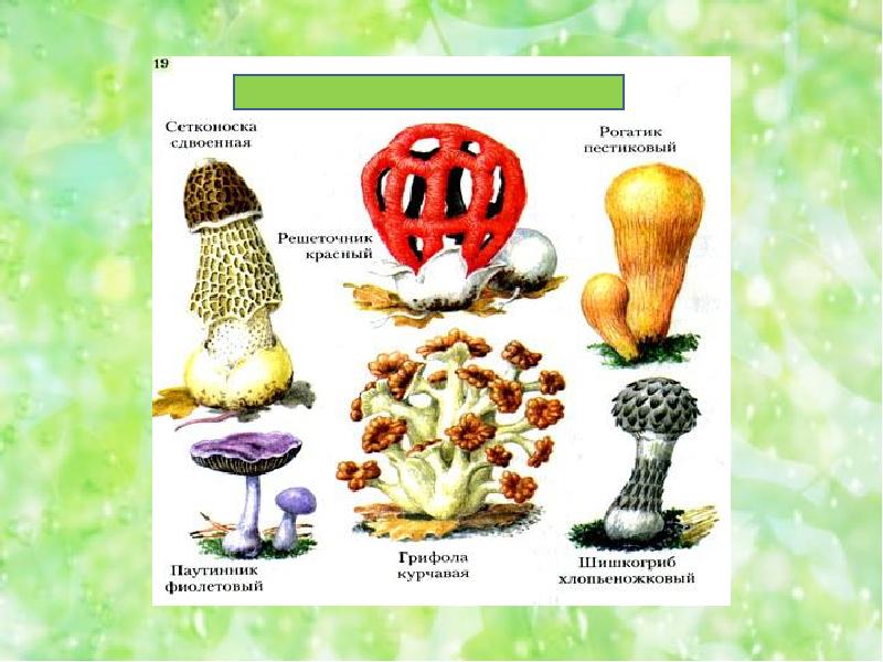 Окружающий мир класс грибы. Царство грибов 3 класс окружающий мир, грибница. В царстве грибов 3 класс окружающий мир Плешаков. Окружающий мир в царстве грибов. Грибы 3 класс окружающий мир.