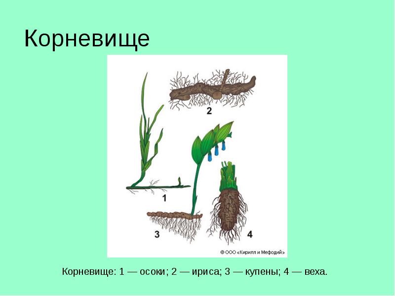 Строение корневища 6 класс. Эпигеогенное корневище. Гипогенное корневище. Корневище это в биологии. Корневище отличается от корня.