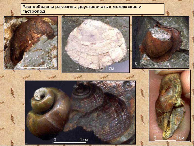 Девонский период презентация