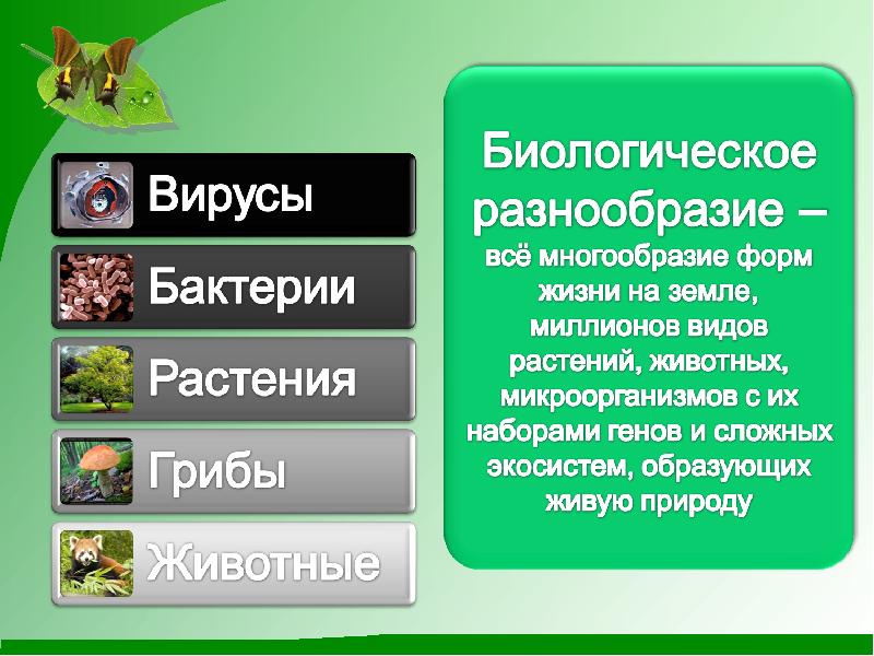 Презентация для проекта 9 класс пример по биологии