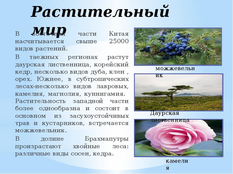 Растительный мир кратко. Растительный мир Китая презентация. Растительный мир Китая кратко. Растения Китая презентация. Растительность Китая кратко.