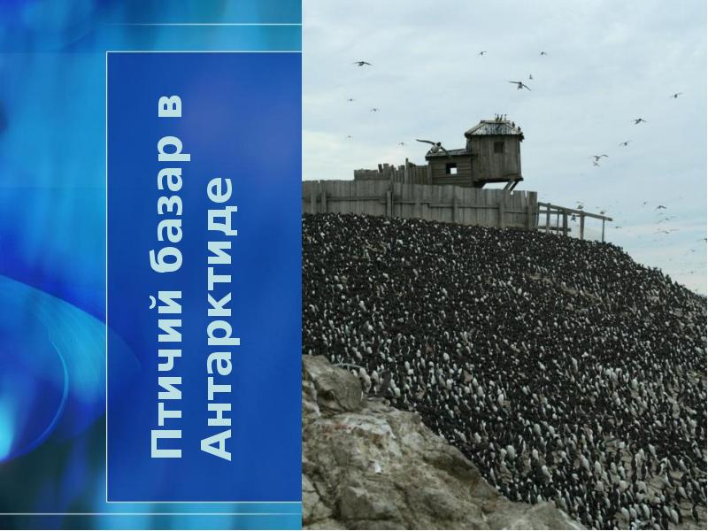 Птичий базар в Антарктиде Птичий базар в Антарктиде