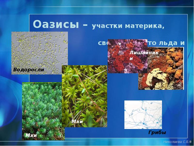 Оазисы – участки материка, Оазисы – участки материка,