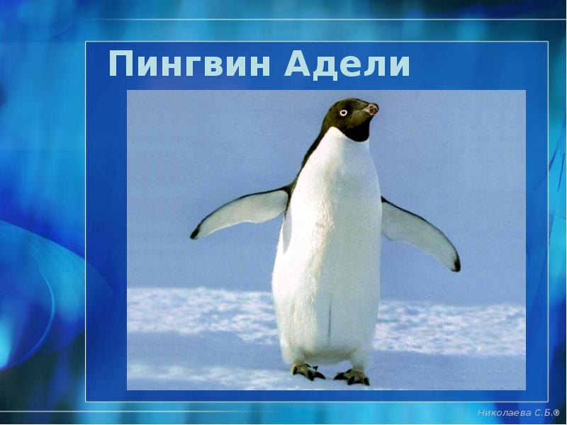 Пингвин Адели Пингвин Адели