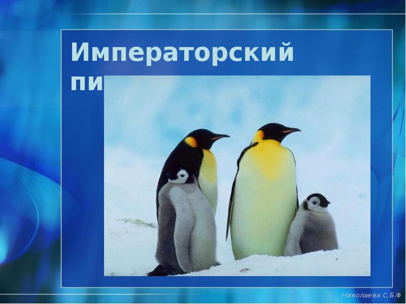 Императорский пингвин Императорский пингвин