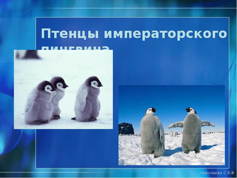 Птенцы императорского пингвина Птенцы императорского пингвина