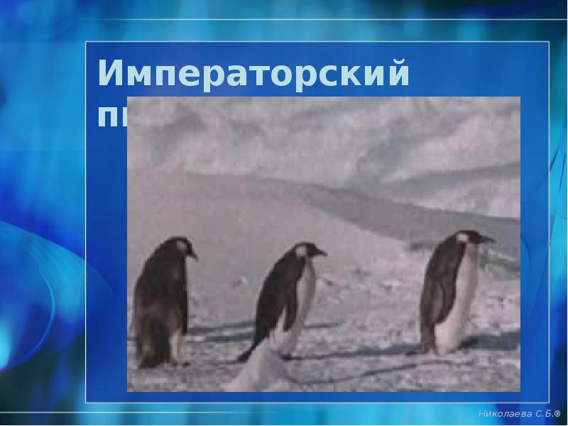 Императорский пингвин Императорский пингвин