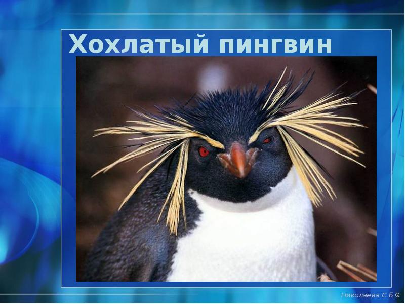 Хохлатый пингвин Хохлатый пингвин