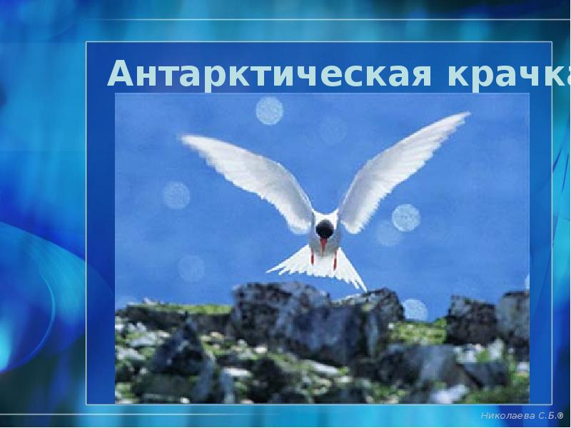 Антарктическая крачка Антарктическая крачка