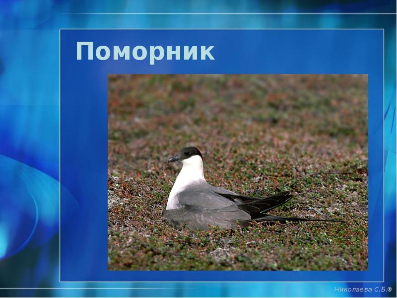 Поморник Поморник