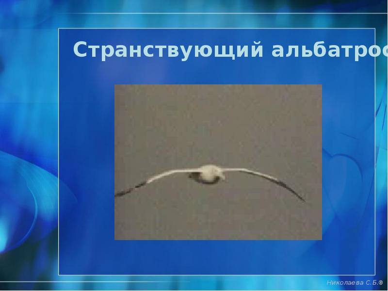 Странствующий альбатрос Странствующий альбатрос