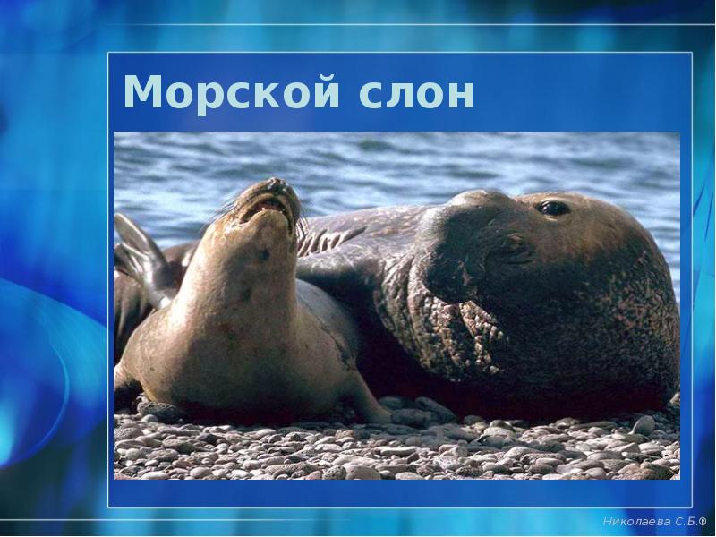 Морской слон Морской слон
