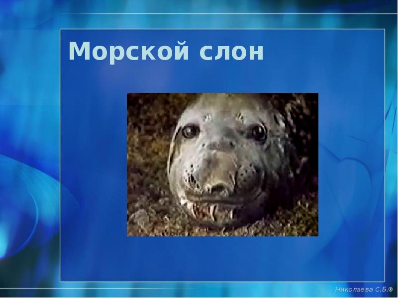 Морской слон Морской слон