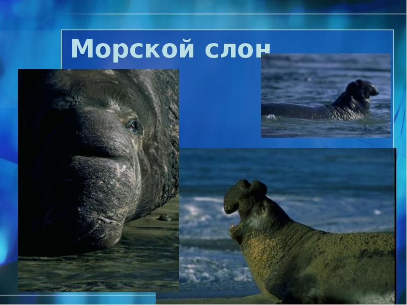 Морской слон Морской слон