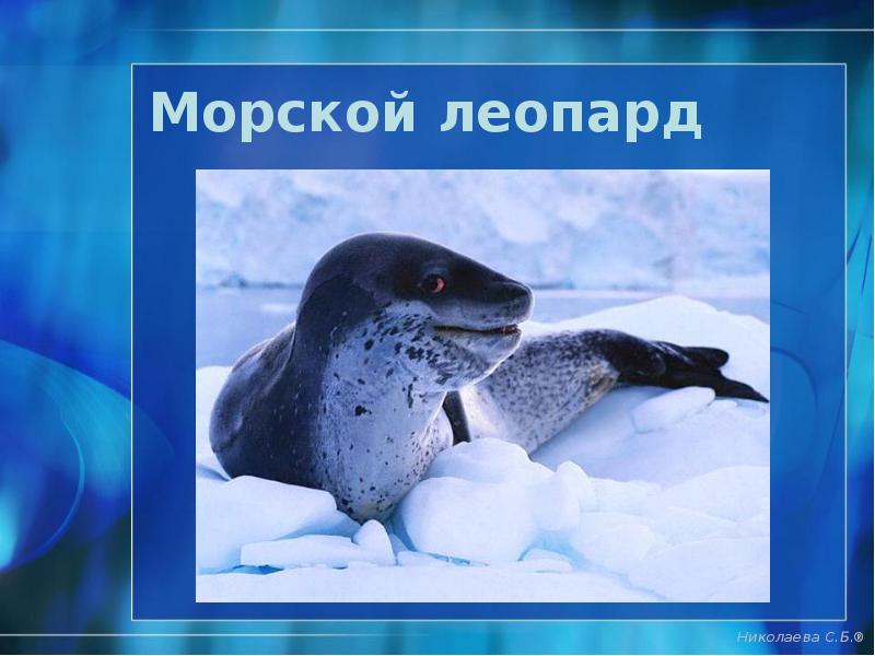 Морской леопард Морской леопард