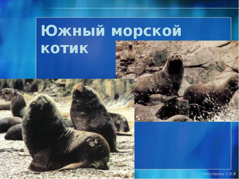 Южный морской котик Южный морской котик