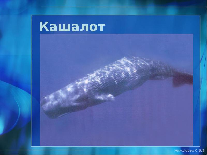 Кашалот Кашалот