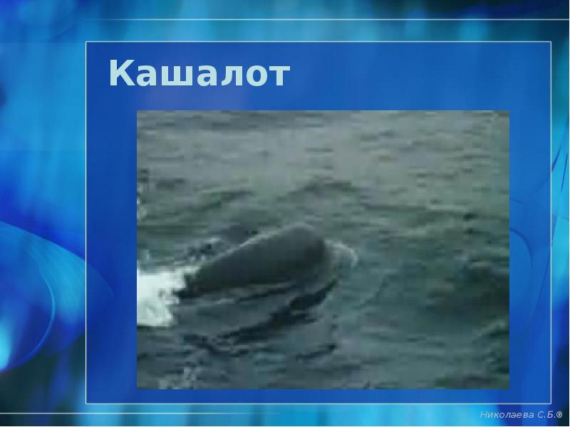 Кашалот Кашалот