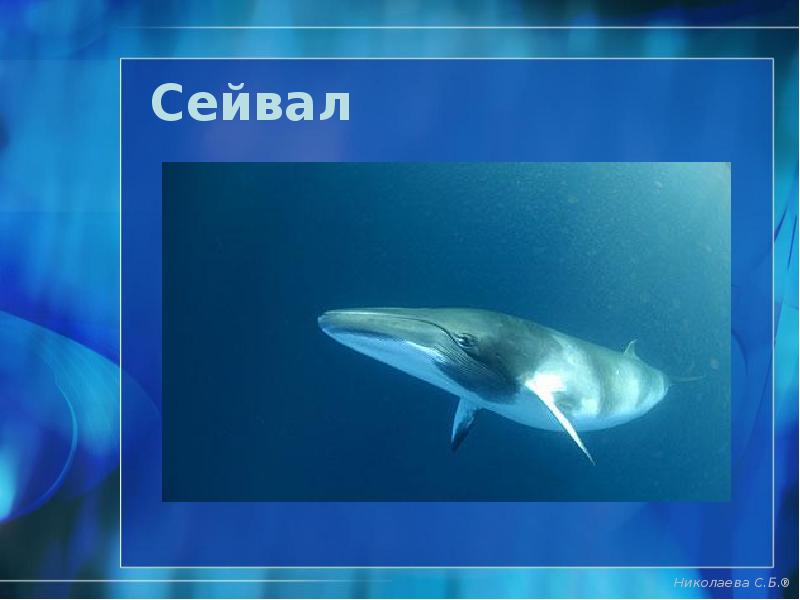 Сейвал Сейвал