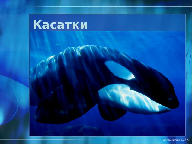 Касатки Касатки