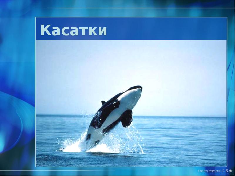 Касатки Касатки