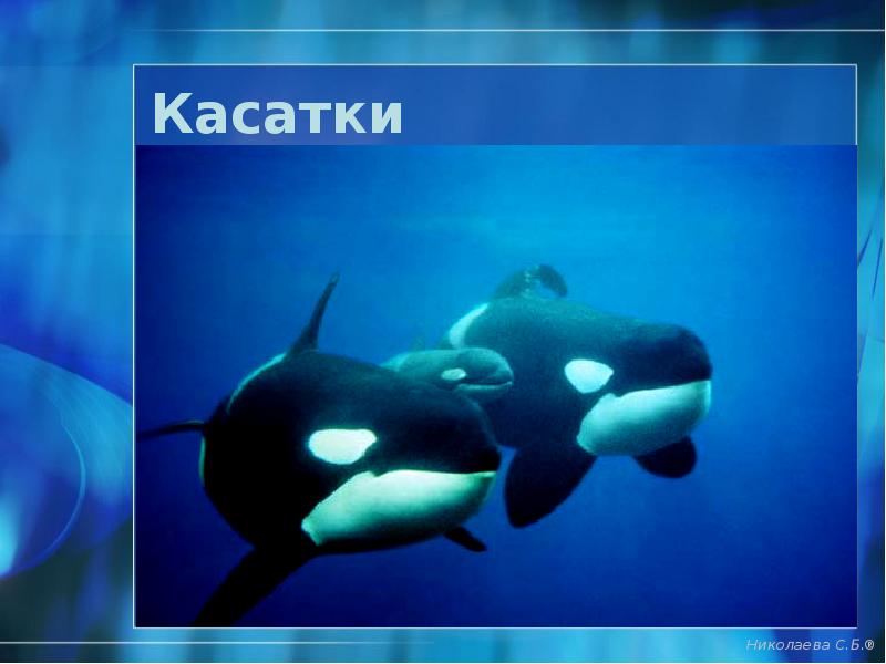 Касатки Касатки