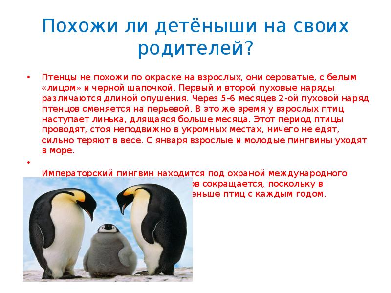 Про пингвина рассказ 1. Доклад про пингвинов. Пингвины презентация. Презентация на тему пингвины. Презентация пингвины для дошкольников.