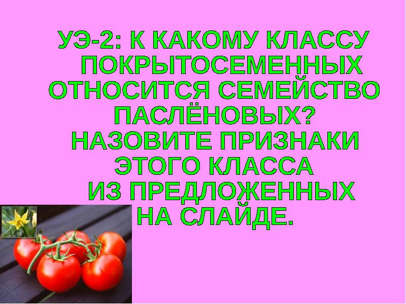 Пасленовые 6 класс презентация