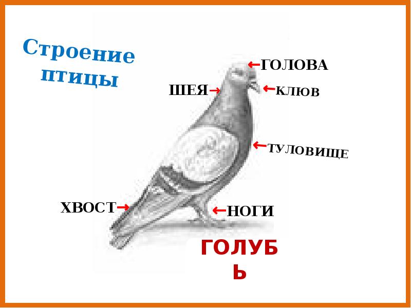 Птицы схема 1 класс