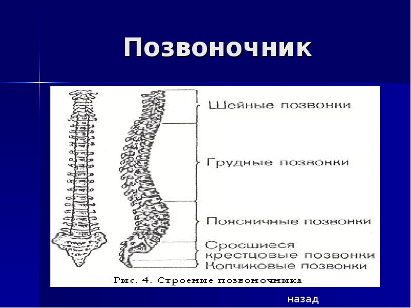 Типы позвоночника. Позвоночник для презентации. Презентация на тему позвоночник. Позвонки Тип костей.