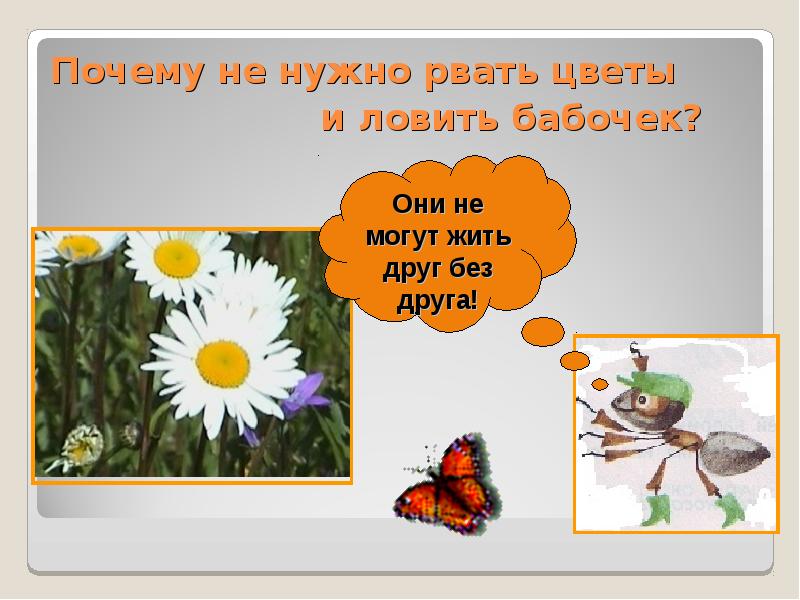 Почему не следует. Почему не нужно рвать цветы и ловить бабочек. Почему нельзя рвать цветы и ловить бабочек. Не будем рвать цветы и ловить бабочек. Почему не нужно рвать цветы.