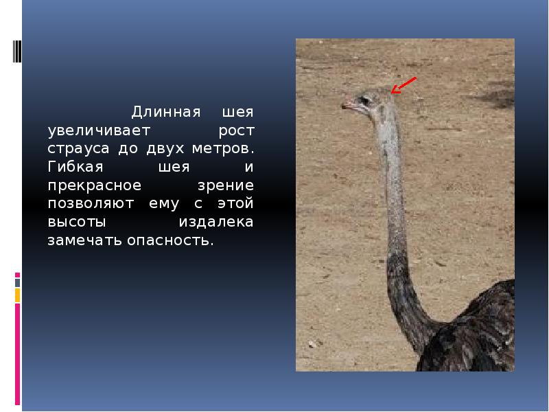 Почему длинный. Шея страуса. Страус с длинной шеей. Длина шеи страуса. Птица с длинной шеей Мем.