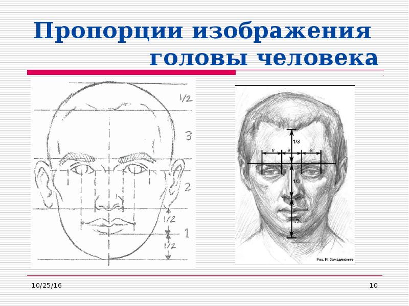 Пропорции изображения  головы человека