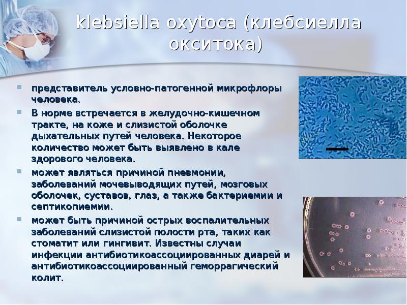 klebsiella oxytoca (клебсиелла окситока)   представитель условно-патогенной микрофлоры человека. 