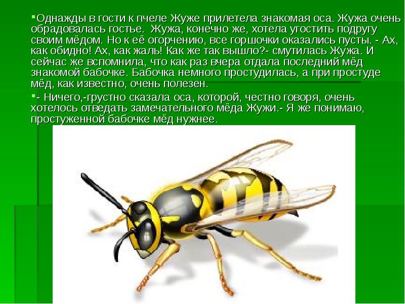 Оса информация. Оса для презентации. Сведения о осах. Сообщение о осах. Описание пчелы.