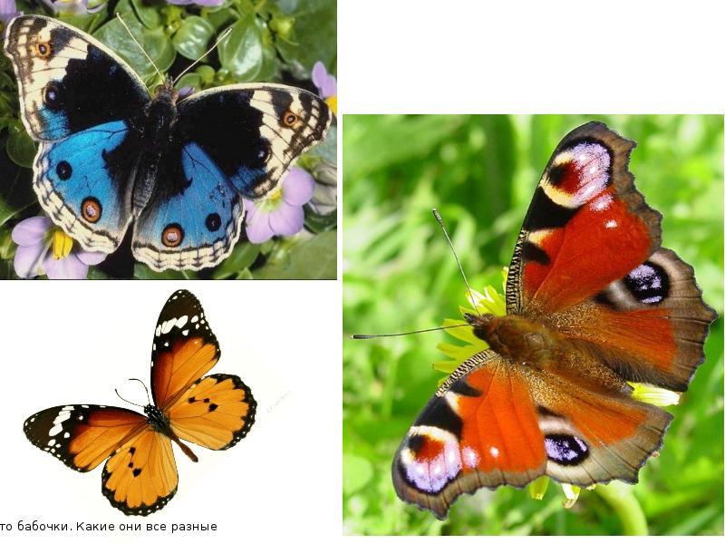 Бабочек какое число. Бабочки которые живут сутки. Бабочка которая живет один день. Бабочка живущая сутки. Где живут бабочки.