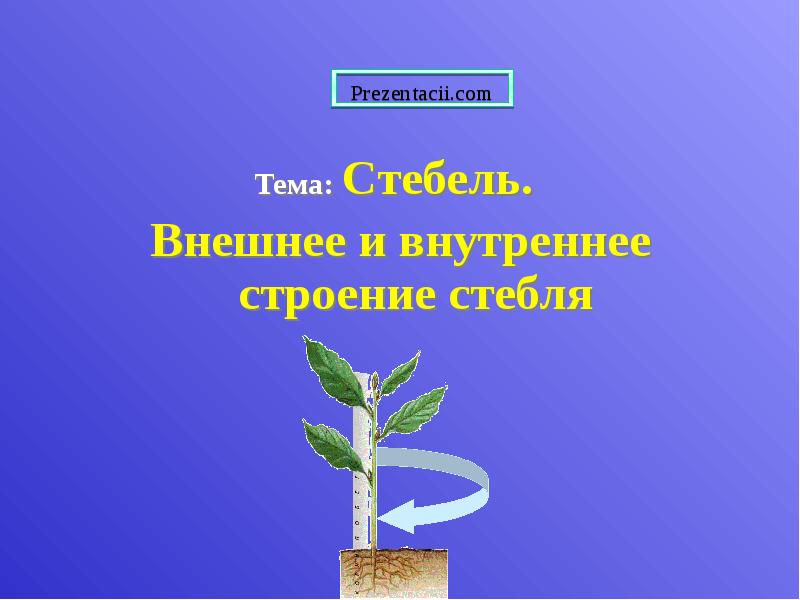 Тема: Стебель.
Внешнее и внутреннее строение стебля Тема: Стебель.
Внешнее и внутреннее строение стебля